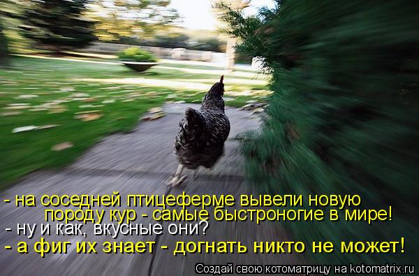 - на соседней птицеферме вывели новую породу кур - самые быстроногие в мире! - ну и как, вкусные они... Котоматрица: - на соседней птицеферме вывели новую породу кур - самые быстроногие в мире! - ну и как, вкусные они? - а фиг их знает - догнать никто не может!
