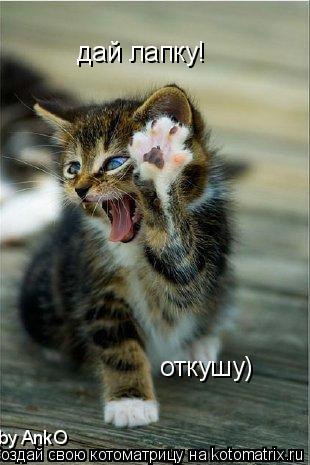 дай лапку! откушу) by AnkO... Котоматрица: дай лапку! откушу) by AnkO