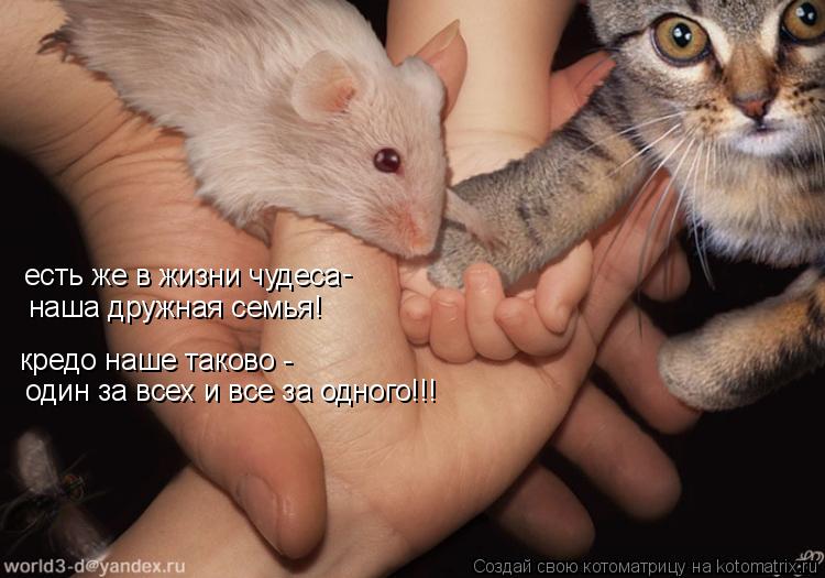 Котоматрица: есть же в жизни чудеса - наша дружная семья! кредо наше таково - один за всех и все за одного!!!