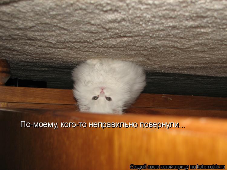 По-моему, кого-то неправильно повернули...... Котоматрица: По-моему, кого-то неправильно повернули...