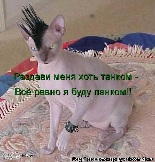 Котоматрица: Раздави меня хоть танком -  Всё равно я буду панком!!