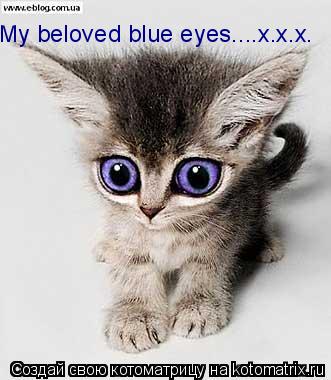 My beloved blue eyes....x.x.x.... Котоматрица: My beloved blue eyes....x.x.x.
