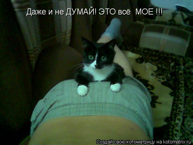 Даже и не ДУМАЙ! ЭТО всё МОЕ !!!... Котоматрица: Даже и не ДУМАЙ! ЭТО всё МОЕ !!!