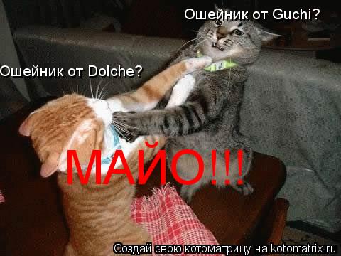 Ошейник от Dolche? Ошейник от Guchi? МАЙО!!!... Котоматрица: Ошейник от Dolche? Ошейник от Guchi? МАЙО!!!