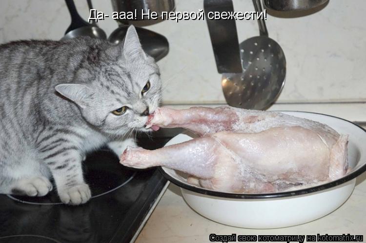 Да- ааа! Не первой свежести!... Котоматрица: Да- ааа! Не первой свежести!