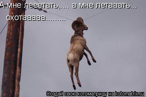А мне лееетать,.... а мне летааать... охотааааа............ Котоматрица: А мне лееетать,.... а мне летааать... охотааааа.........