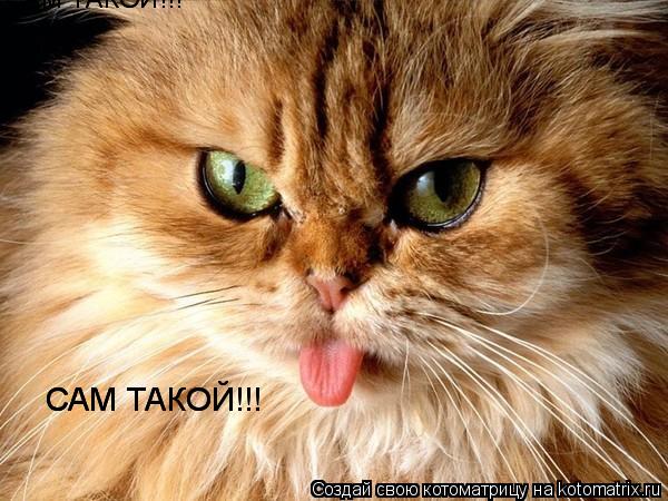 САМ ТАКОЙ!!! САМ ТАКОЙ!!! САМ ТАКОЙ!!! САМ ТАКОЙ!!!... Котоматрица: САМ ТАКОЙ!!! САМ ТАКОЙ!!! САМ ТАКОЙ!!! САМ ТАКОЙ!!!