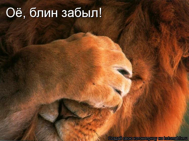 Оё, блин забыл!... Котоматрица: Оё, блин забыл!