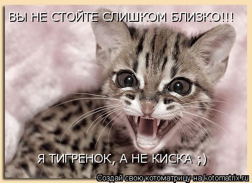 ВЫ НЕ СТОЙТЕ СЛИШКОМ БЛИЗКО!!! Я ТИГРЕНОК, А НЕ КИСКА ;)... Котоматрица: ВЫ НЕ СТОЙТЕ СЛИШКОМ БЛИЗКО!!! Я ТИГРЕНОК, А НЕ КИСКА ;)