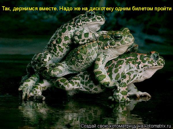 Котоматрица: Так, держимся вместе. Надо же на дискотеку одним билетом пройти