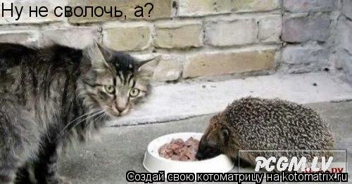 Ну не сволочь, а?... Котоматрица: Ну не сволочь, а?