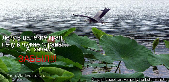 лечу в далекие края, лечу в чужие страны... А зачем - ЗАБЫЛ!!!... Котоматрица: лечу в далекие края, лечу в чужие страны... А зачем - ЗАБЫЛ!!!