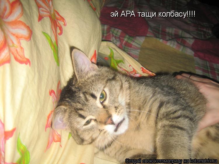 эй АРА тащи колбасу!!!!... Котоматрица: эй АРА тащи колбасу!!!!