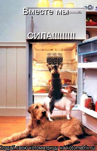 Вместе мы СИЛА!!!!!!!!!... Котоматрица: Вместе мы СИЛА!!!!!!!!!