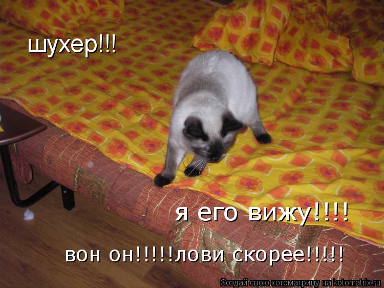 шухер!!! я его вижу!!!! вон он!!!!!лови скорее!!!!!... Котоматрица: шухер!!! я его вижу!!!! вон он!!!!!лови скорее!!!!!