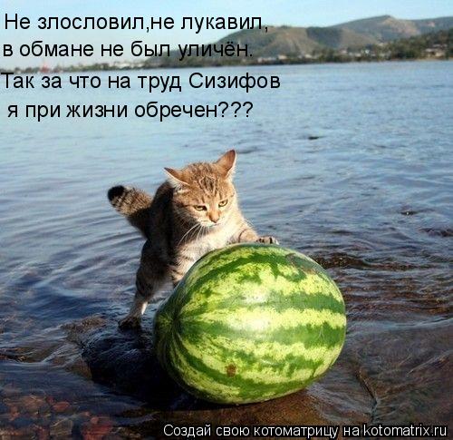 Котоматрица: Не злословил,не лукавил, в обмане не был уличён. Так за что на труд Сизифов я при жизни обречен???