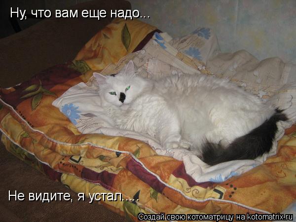 Ну, что вам еще надо... Ну, что вам еще надо... Не видите, я устал........ Котоматрица: Ну, что вам еще надо... Ну, что вам еще надо... Не видите, я устал.....