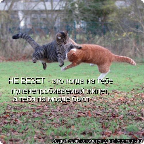 Котоматрица: НЕ ВЕЗЕТ - это когда на тебе  пуленепробиваемый жилет, а тебя по морде бьют.