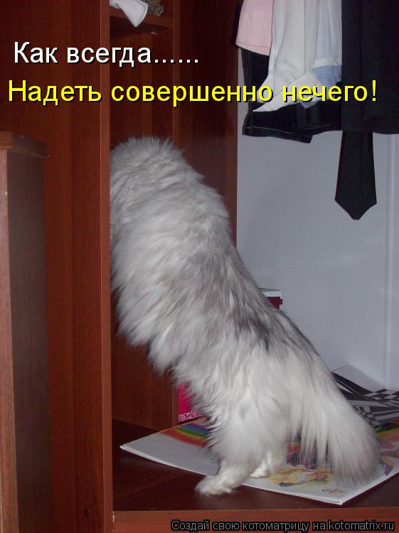 Котоматрица: Как всегда...... Надеть совершенно нечего!