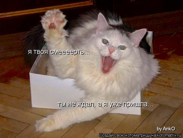 я твоя смеееерть... ты не ждал, а я уже пришла... by AnkO... Котоматрица: я твоя смеееерть... ты не ждал, а я уже пришла... by AnkO