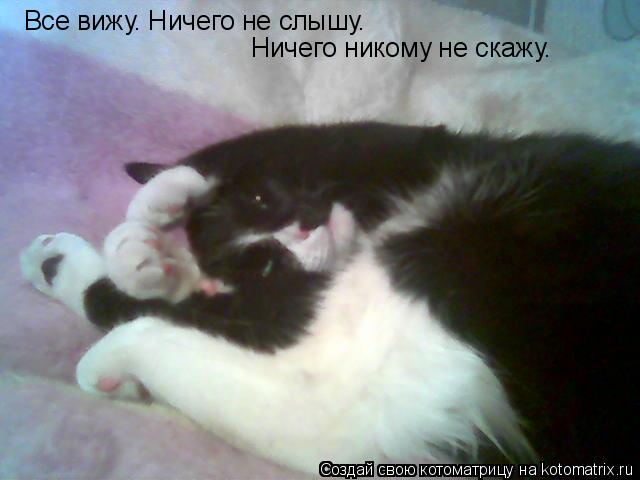 Все вижу. Ничего не слышу. Ничего никому не скажу.... Котоматрица: Все вижу. Ничего не слышу. Ничего никому не скажу.