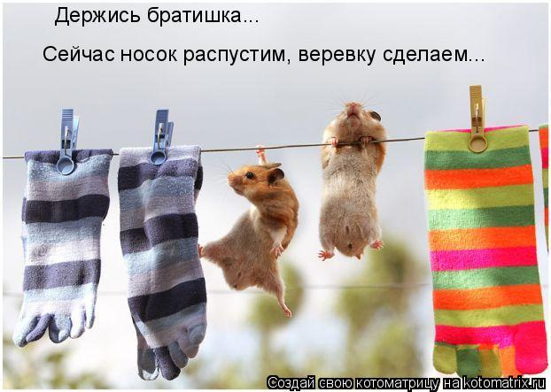 Сейчас носок распустим, веревку сделаем... Держись братишка...... Котоматрица: Сейчас носок распустим, веревку сделаем... Держись братишка...