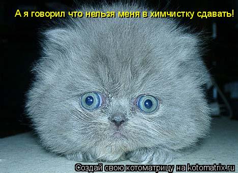 А я говорил что нельзя меня в химчистку сдавать!... Котоматрица: А я говорил что нельзя меня в химчистку сдавать!