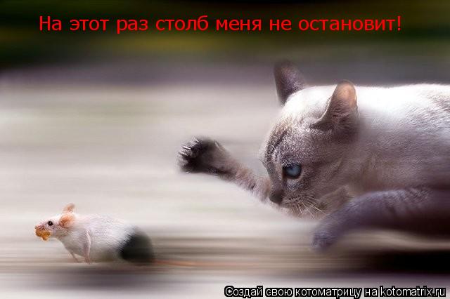 На этот раз столб меня не остановит!... Котоматрица: На этот раз столб меня не остановит!