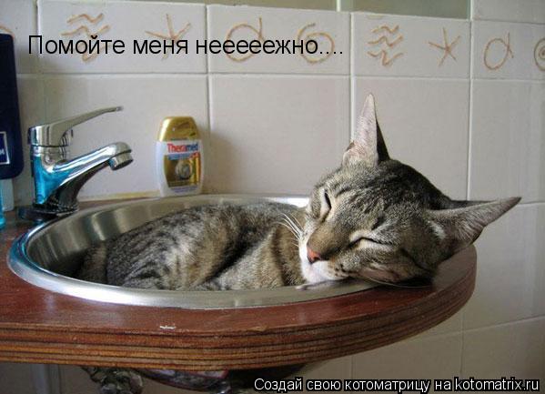 Помойте меня нееееежно....... Котоматрица: Помойте меня нееееежно....