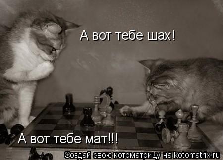 А вот тебе шах! А вот тебе мат!!!... Котоматрица: А вот тебе шах! А вот тебе мат!!!