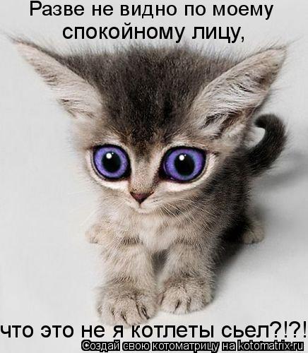 Разве не видно по моему спокойному лицу, что это не я котлеты сьел?!?!... Котоматрица: Разве не видно по моему спокойному лицу, что это не я котлеты сьел?!?!