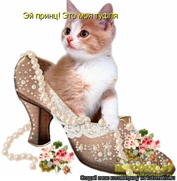 Эй принц! Это моя туфля... Котоматрица: Эй принц! Это моя туфля