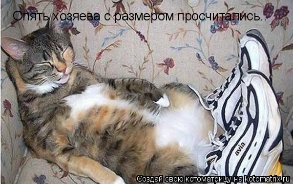 Опять хозяева с размером просчитались..... Котоматрица: Опять хозяева с размером просчитались..