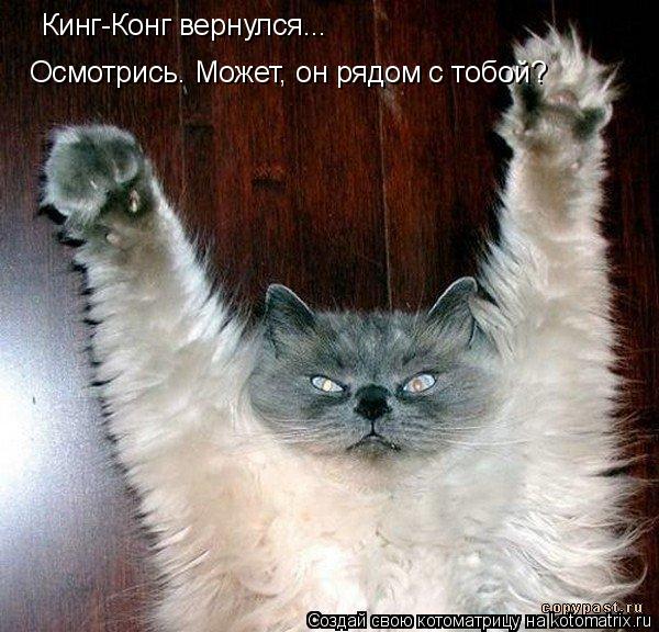 Кинг-Конг вернулся... Осмотрись. Может, он рядом с тобой?... Котоматрица: Кинг-Конг вернулся... Осмотрись. Может, он рядом с тобой?