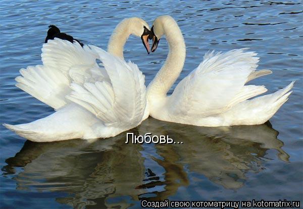 Любовь...... Котоматрица: Любовь...