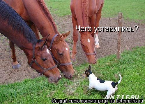 Чего уставились?... Котоматрица: Чего уставились?