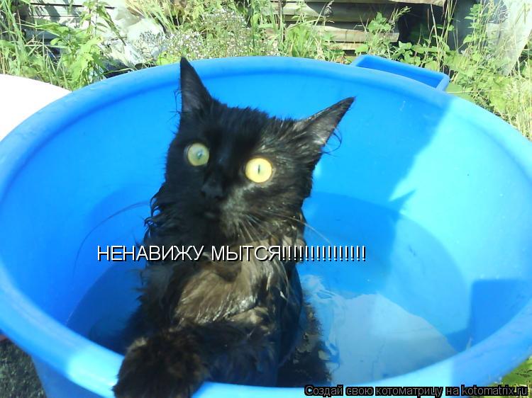НЕНАВИЖУ МЫТСЯ!!!!!!!!!!!!!!!... Котоматрица: НЕНАВИЖУ МЫТСЯ!!!!!!!!!!!!!!!