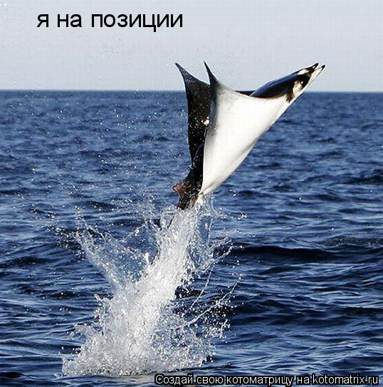 Котоматрица: я на позиции