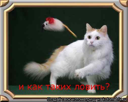 и как таких ловить?... Котоматрица: и как таких ловить?