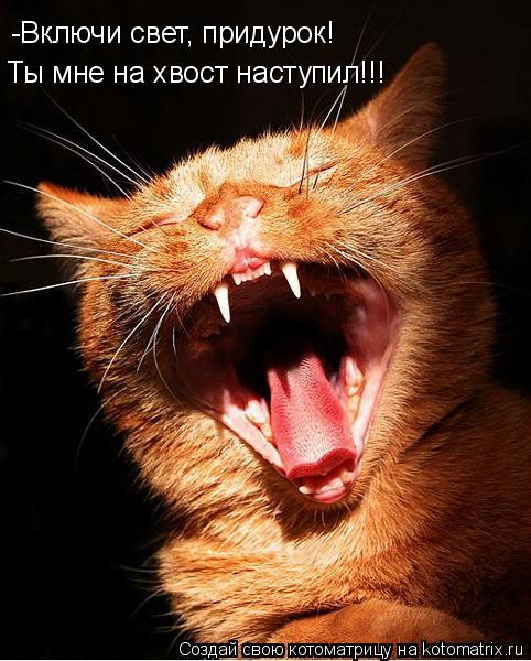 -Включи свет, придурок! Ты мне на хвост наступил!!!... Котоматрица: -Включи свет, придурок! Ты мне на хвост наступил!!!