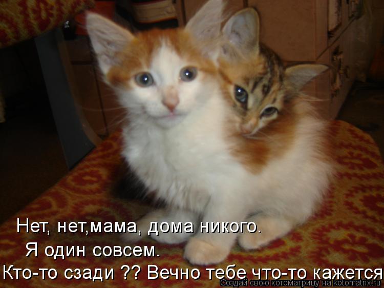 Нет, нет,мама, дома никого. Я один совсем. Кто-то сзади ?? Вечно тебе что-то кажется... Котоматрица: Нет, нет,мама, дома никого. Я один совсем. Кто-то сзади ?? Вечно тебе что-то кажется