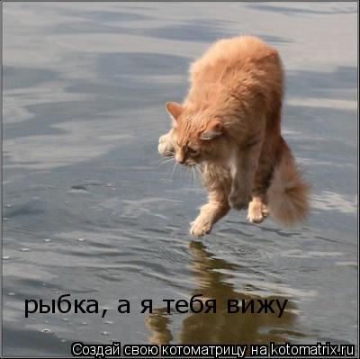 рыбка, а я тебя вижу... Котоматрица: рыбка, а я тебя вижу