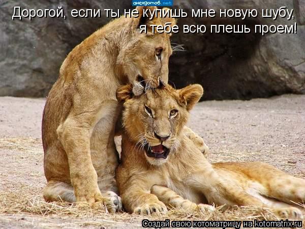 Дорогой, если ты не купишь мне новую шубу, я тебе всю плешь проем!... Котоматрица: Дорогой, если ты не купишь мне новую шубу, я тебе всю плешь проем!