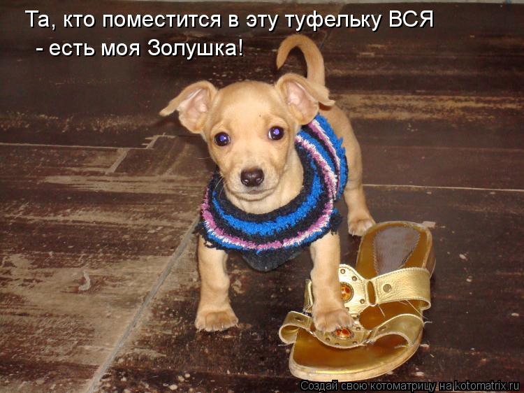 Та, кто поместится в эту туфельку ВСЯ - есть моя Золушка!... Котоматрица: Та, кто поместится в эту туфельку ВСЯ - есть моя Золушка!