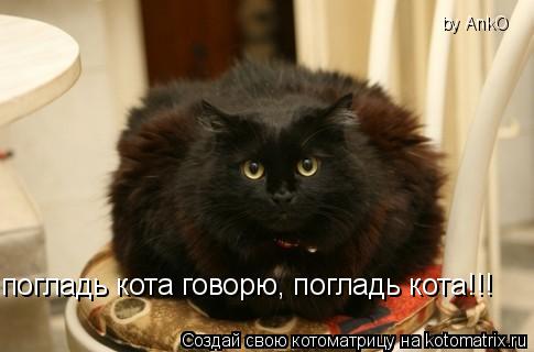 погладь кота говорю, погладь кота!!! by AnkO... Котоматрица: погладь кота говорю, погладь кота!!! by AnkO