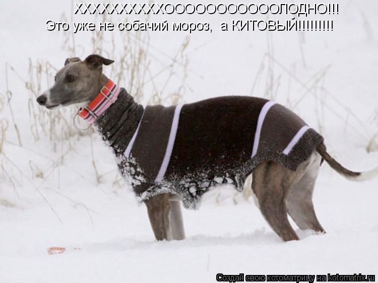 ХХХХХХХХХХОООООООООООЛОДНО!!! Это уже не собачий мороз, а КИТОВЫЙ!!!!!!!!!... Котоматрица: ХХХХХХХХХХОООООООООООЛОДНО!!! Это уже не собачий мороз, а КИТОВЫЙ!!!!!!!!!