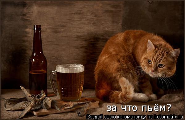 за что пьём?... Котоматрица: за что пьём?
