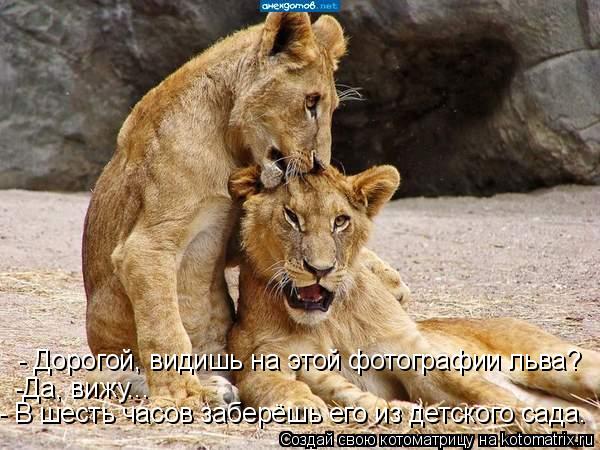Котоматрица: - Дорогой, видишь на этой фотографии льва? -Да, вижу... - В шесть часов заберёшь его из детского сада.