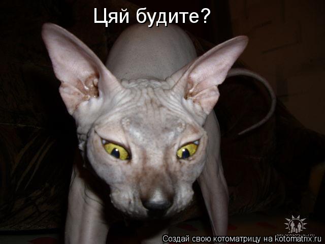 Цяй будите?... Котоматрица: Цяй будите?