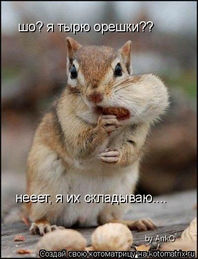 шо? я тырю орешки?? нееет, я их складываю.... by AnkO... Котоматрица: шо? я тырю орешки?? нееет, я их складываю.... by AnkO